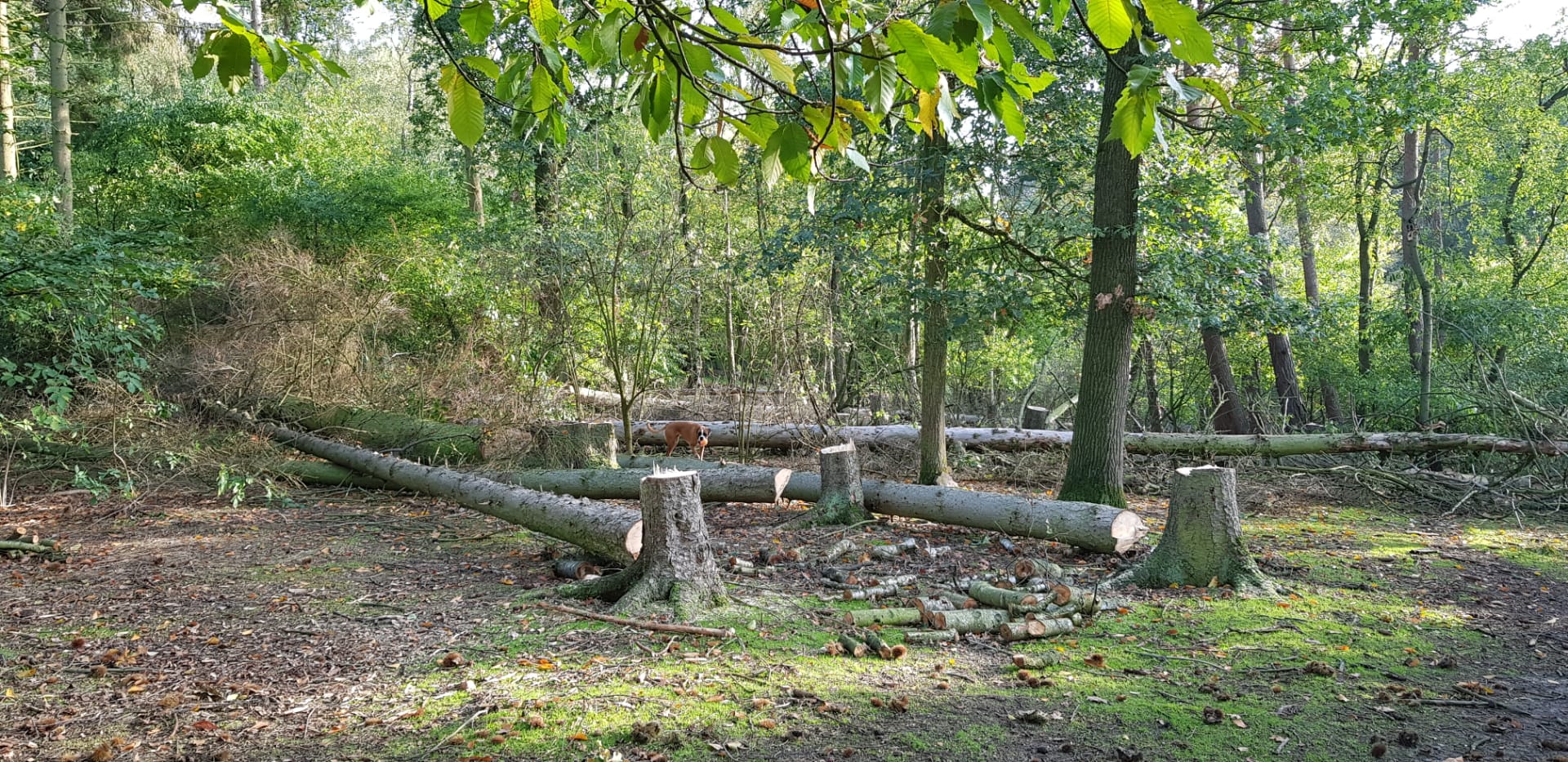 boomverzorgers Huldenberg | GreenConnect